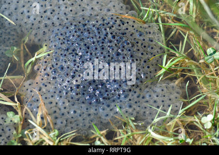 Bristol, UK. 26th Feb, 2019. UK Weather.Frogspawn early arrival in a pond, Long Ashton, Bristol due to the hottest weather conditions recorded for February 2019. This time last year we had the beast from the East, bringing snow and very cold conditions. Picture Credit: Robert Timoney/Alamy Live News Stock Photo