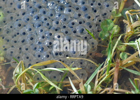 Bristol, UK. 26th Feb, 2019. UK Weather.Frogspawn early arrival in a pond, Long Ashton, Bristol due to the hottest weather conditions recorded for February 2019. This time last year we had the beast from the East, bringing snow and very cold conditions. Picture Credit: Robert Timoney/Alamy Live News Stock Photo