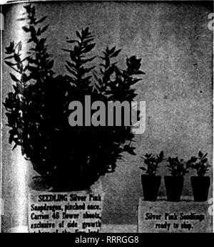 . Florists' review [microform]. Floriculture. ?i&quot;V'**..V,''ff»T7':T TIN. ?? ,. OCTOBEH 22, 1014. The Florists' Review 73. Please note that these images are extracted from scanned page images that may have been digitally enhanced for readability - coloration and appearance of these illustrations may not perfectly resemble the original work.. Chicago : Florists' Pub. Co Stock Photo