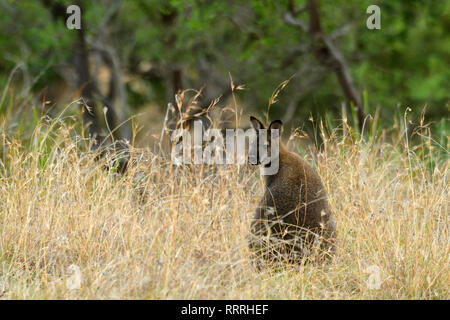 Oceania, Australia, Australian, Tasmania, Bruny Island, Wallaby, australian kangaroo, wildlife, animal Stock Photo