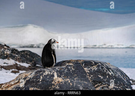 Penguins in Antarctica Stock Photo