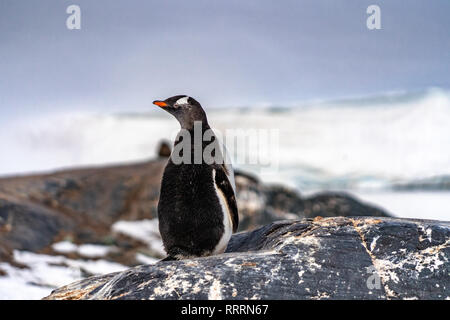 Penguins in Antarctica Stock Photo