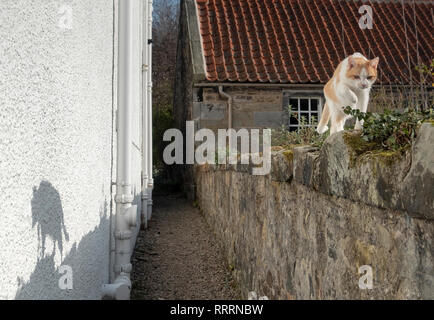 A domestic cat walks along the top of a garden wall in the historic village of Culross, Fife. Stock Photo