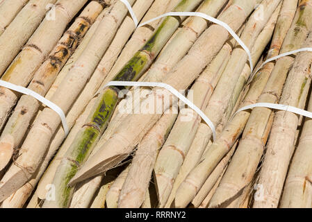 Bunches of peeled sugar cane (ready to prepare juice) Stock Photo