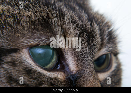 Acute glaucoma in adult cat, intraocular presure increased and blind at presentation, keratic precipitates Stock Photo