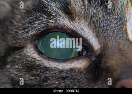 Acute glaucoma in adult cat, intraocular presure increased and blind at presentation, keratic precipitates Stock Photo