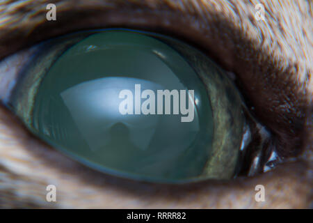 Acute glaucoma in adult cat, intraocular presure increased and blind at presentation, keratic precipitates Stock Photo