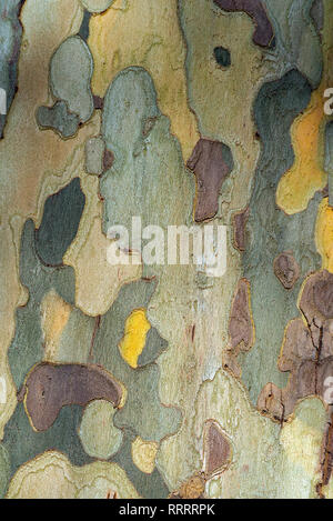 Close-up of bark of a Platanus hispanica tree Stock Photo