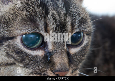 Acute glaucoma in adult cat, intraocular presure increased and blind at presentation, keratic precipitates Stock Photo