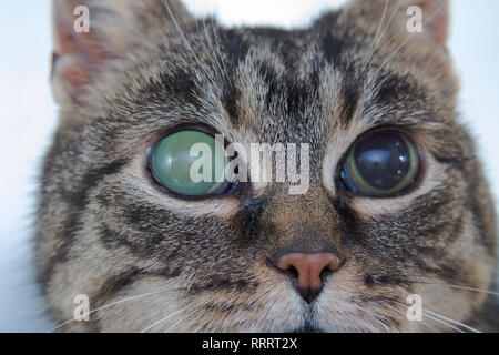 Acute glaucoma in adult cat, intraocular presure increased and blind at presentation, keratic precipitates Stock Photo