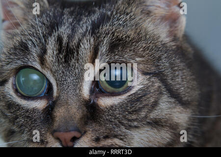 Acute glaucoma in adult cat, intraocular presure increased and blind at presentation, keratic precipitates Stock Photo