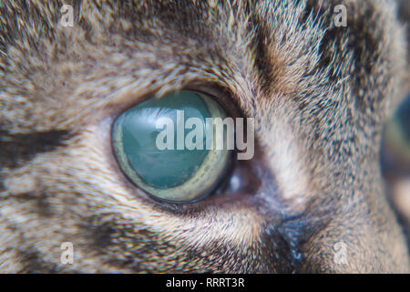 Acute glaucoma in adult cat, intraocular presure increased and blind at presentation, keratic precipitates Stock Photo