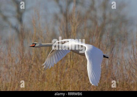 Mute swan in flight (Cygnus olor) Stock Photo
