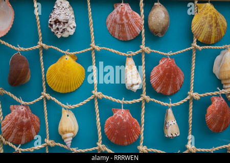 Assorted seashells displayed on a fishing net Stock Photo