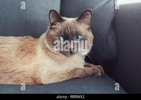 Beautiful colorpoint blue-eyed cat lying on couch sofa looking in camera. Fluffy hairy domestic pet with blue eyes relaxing indoors at home. Cross-eye Stock Photo