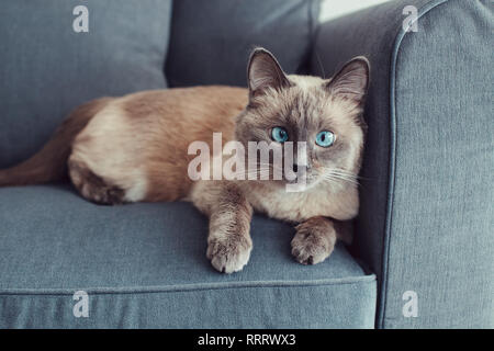 Beautiful colorpoint blue-eyed cat lying on couch sofa looking in camera. Fluffy hairy domestic pet with blue eyes relaxing indoors at home. Cross-eye Stock Photo