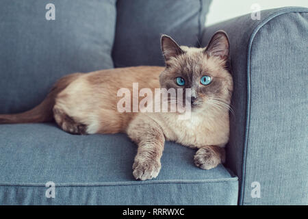 Beautiful colorpoint blue-eyed cat lying on couch sofa looking in camera. Fluffy hairy domestic pet with blue eyes relaxing indoors at home. Cross-eye Stock Photo