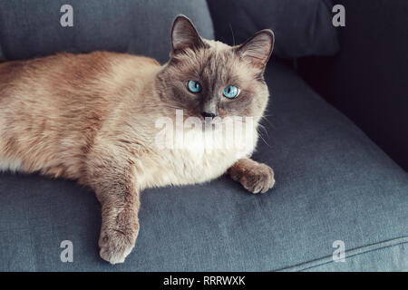 Beautiful colorpoint blue-eyed cat lying on couch sofa looking in camera. Fluffy hairy domestic pet with blue eyes relaxing indoors at home. Cross-eye Stock Photo