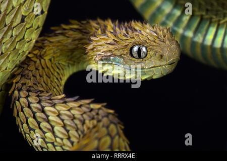 Atheris hispida, entre flores