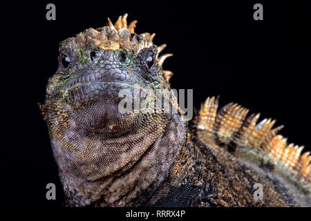 Santa Cruz marine iguana (Amblyrhynchus cristatus hassi) Stock Photo