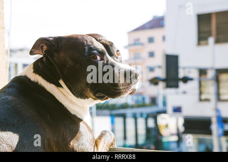 Big beautiful Stafford dog at home, sitting on window and looking on street Stock Photo
