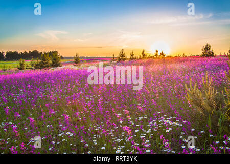 beautiful spring landscape with blooming wild flowers in meadow and sunrise. summer field with flowering purple flowers Stock Photo