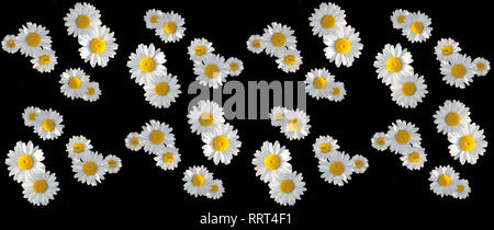 white chamomiles isolated on black background. floral seamless pattern of wild flowers, design element Stock Photo