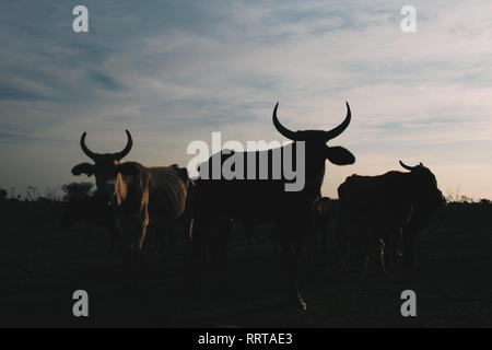 Silhouette of cows on afternoon in the countryside, Formosa Province, northern Argentina Stock Photo