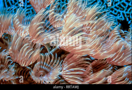 Sabellidae,feather duster worms are a family of sedentary marine polychaete tube worms Stock Photo