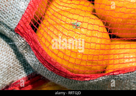 Ripe orange oranges in the grid close-up Stock Photo