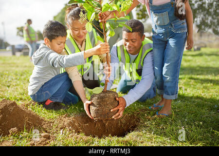Family volunteers planting tree in sunny park Stock Photo
