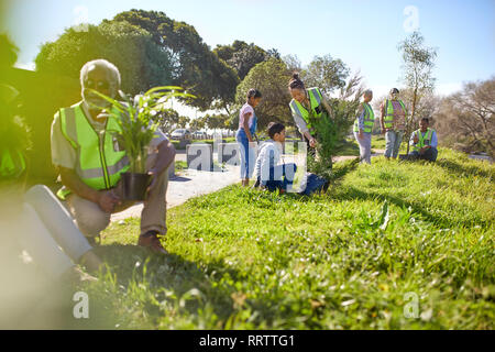 Volunteers planting trees in sunny park Stock Photo