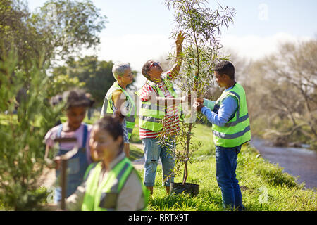 Volunteers planting trees in sunny park Stock Photo