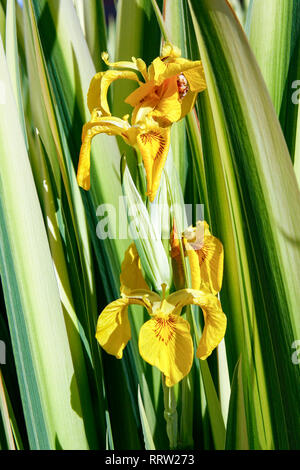 Yellow flowers of Iris pseudacorus 'Variegata' (Yellow flag 'Variegata') Stock Photo
