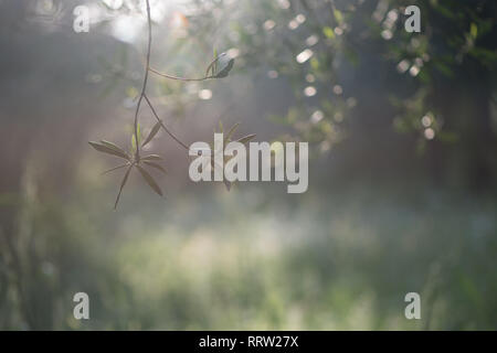 Nice green bokeh and natural landscape with trees, flowers and web spider in warm sunset lights Stock Photo