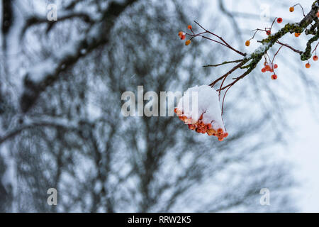 A cluster of red/orange berries from a Whitebeam (sorbus aria) tree covered in snow Stock Photo