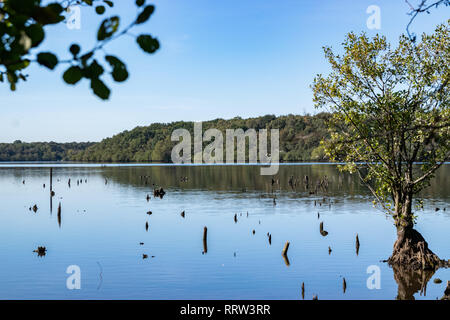 Landscape of the lake and old roots of trees protruding from the water on the background of blue sky and forest. Stock Photo