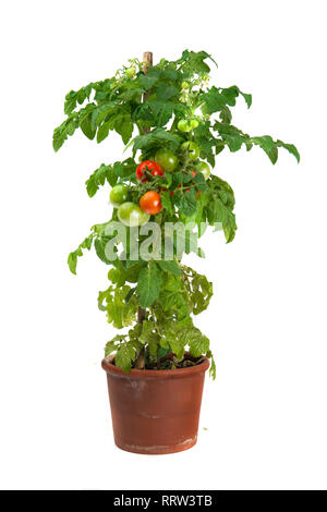 Tomato plant growing in a flower pot isolated on white background Stock Photo