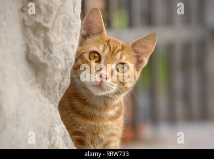 Cute red tabby cat kitten peering curiously from behind a wall, a close-up portrait Stock Photo