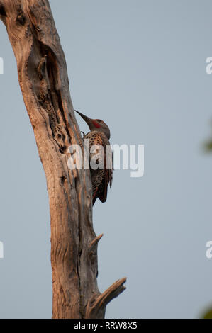 A Norther Flicker hops clings to a dead brown photographed at the Theler Wetland Nature Preserve in Belfair, WA, USA. Stock Photo