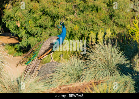 Peacock shouting in the forest at Los Angeles, California Stock Photo