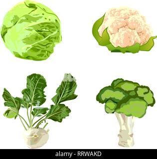Set of vegetables cabbage, cauliflower, broccoli, kohlrabi vector illustration on a white background isolated Stock Vector