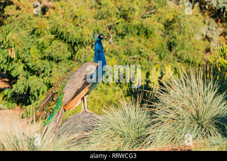 Peacock standing in the forest at Los Angeles, California Stock Photo