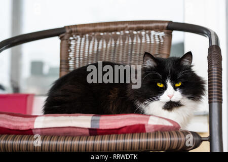 Cute fluffy cat laying lazy on a wooden chair outdoors. Adorable animal suitable for apartment Stock Photo