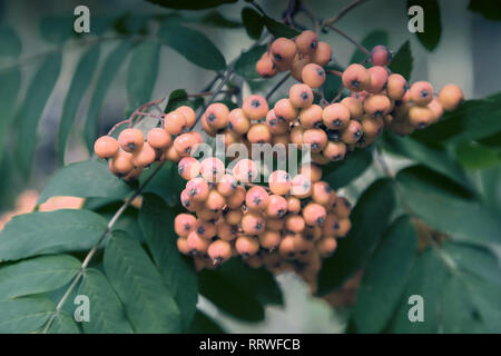 Red bunches of berries on the branches of Rowan among the green leaves. Stock Photo