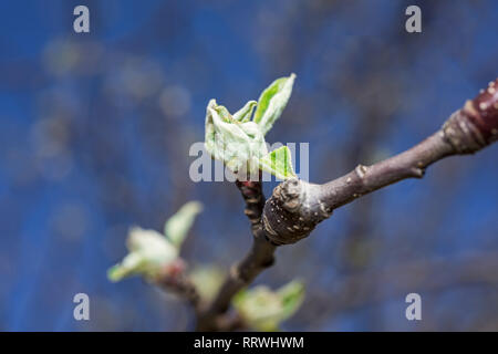budding branches in the spring - selective focus Stock Photo