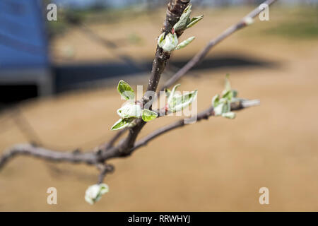 budding branches in the spring - selective focus Stock Photo