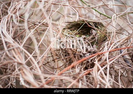Empty birds nest hidden in a dense bush, vegetation. Stock Photo