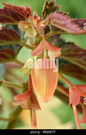 Begonia bud Stock Photo