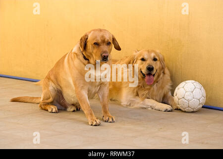 My two retrievers resting after a disputed match of football Stock Photo